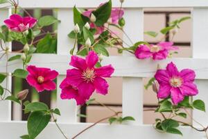 púrpura flores de clemátide ville Delaware lyon en verano en el jardín foto