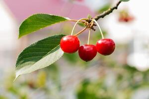 Red and sweet cherries on a branch just before harvest in early summer photo