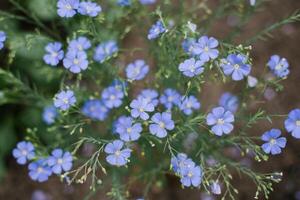 Cute delicate blue flax flowers in summer photo