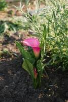 Pink flowers of Calla Garnet Glow in summer in the garden photo