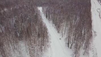 antenn se av snöig tall träd och en liten slingrande ström. klämma. antenn se av vinter- skog täckt i snö. frysta vinter- skog. antenn se snöig landskap. video