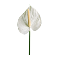 AI generated Spadix, white anthurium flower isolated on transparent background png