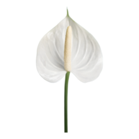 AI generated Spadix, white anthurium flower isolated on transparent background png