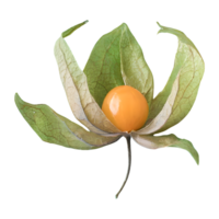 ai generiert Kap Stachelbeere Physalis mit Blätter isoliert auf transparent Hintergrund png