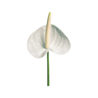 ai generiert Spadix, Weiß Anthurium Blume isoliert auf transparent Hintergrund png