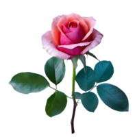 AI generated Pink rose with drops isolated on transparent background png