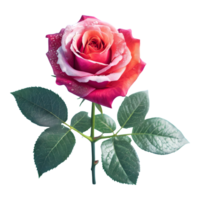 AI generated Rose with leaves isolated on transparent background png