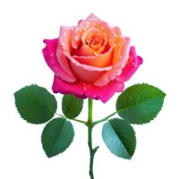 AI generated Rose with leaves isolated on transparent background png