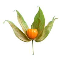 AI generated Cape gooseberry physalis with leaves isolated on transparent background png