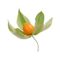 AI generated Cape gooseberry physalis with leaves isolated on transparent background png