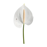 AI generated Spadix, white anthurium flower isolated on transparent background png