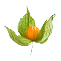 AI generated Cape gooseberry physalis with leaves isolated on transparent background png
