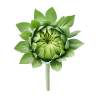 AI generated Fresh green young sunflower sprouts isolated on transparent background png