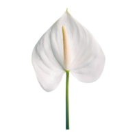 ai généré spadice, blanc anthurium fleur isolé sur transparent Contexte png