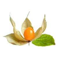 AI generated Cape gooseberry physalis with leaves isolated on transparent background png