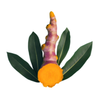 AI generated Fresh turmeric with leaves isolated on transparent background png