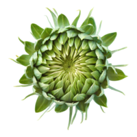 AI generated Fresh green young sunflower sprouts top view isolated on transparent background png