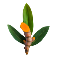 AI generated Fresh turmeric with leaves isolated on transparent background png