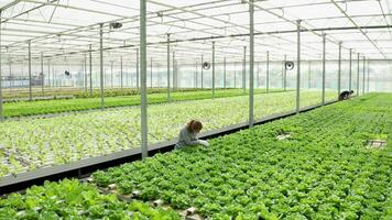 aérien métrage dans une serre avec moderne agriculture La technologie pour croissance vert salade. video