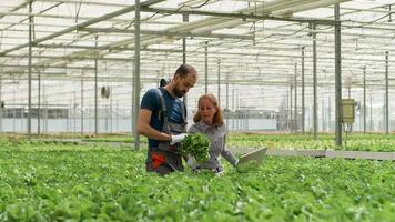 femmina ingegnere con azienda agricola lavoratore nel un' serra ispezionando il groth di verde insalata. video