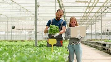 Agronomy engineer using laptop to type data in a greenhouse for growth of green salad. video