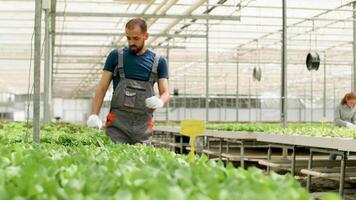 Farmer harvest green salad and putting it on a cart for storage in a greenhouse. video