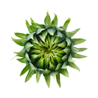 ai generato fresco verde giovane girasole germogli superiore Visualizza isolato su trasparente sfondo png