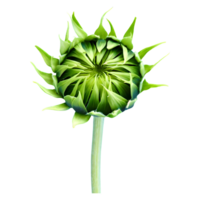 AI generated Fresh green young sunflower sprouts isolated on transparent background png