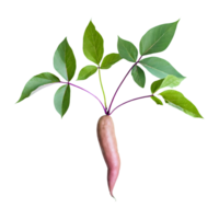 AI generated Sweet potato shoots with leaves isolated on transparent background png