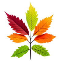 ai generato le foglie colore modificare isolato su trasparente sfondo png