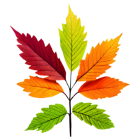 AI generated Leaves color change isolated on transparent background png