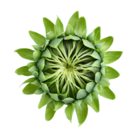 ai generiert frisch Grün jung Sonnenblume Sprossen oben Aussicht isoliert auf transparent Hintergrund png