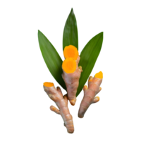 AI generated Fresh turmeric with leaves isolated on transparent background png