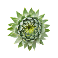 ai generiert frisch Grün jung Sonnenblume Sprossen oben Aussicht isoliert auf transparent Hintergrund png