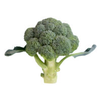 AI generated Fresh broccoli top view isolated on transparent background png