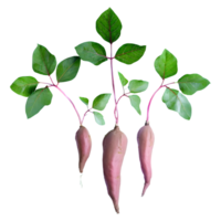 AI generated Sweet potato shoots with leaves isolated on transparent background png