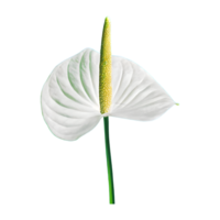 ai generiert Spadix, Weiß Anthurium Blume isoliert auf transparent Hintergrund png