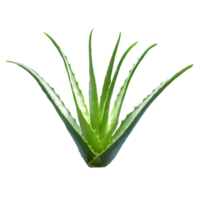 ai generiert Aloe vera isoliert auf transparent Hintergrund png