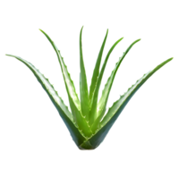 ai genererad aloe vera isolerat på transparent bakgrund png