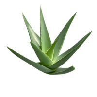 ai genererad aloe vera isolerat på transparent bakgrund png