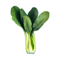 AI generated Pok choi isolated on transparent background png