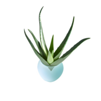 ai genererad aloe vera isolerat på transparent bakgrund png