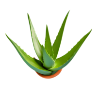 AI generated Aloe vera isolated on transparent background png