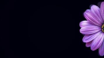 grand violet Marguerite bourgeon en mouvement autour sur une noir Contexte. fleur animation. video