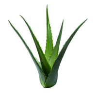 ai genererad aloe vera isolerat på transparent bakgrund png