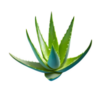 ai generiert Aloe vera isoliert auf transparent Hintergrund png