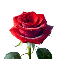 ai généré rouge Rose avec gouttes l'eau isolé sur transparent Contexte png