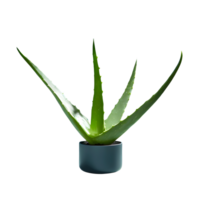 ai generiert Aloe vera isoliert auf transparent Hintergrund png