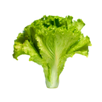AI generated Fresh lettuce isolated on transparent background png