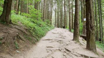 alberi radici su un' sentiero nel un' verde foresta. boschi traccia. video